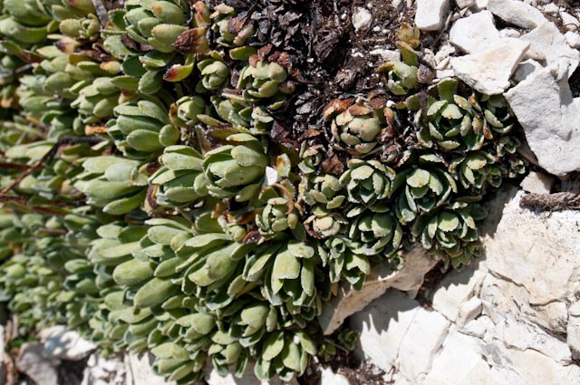 Saxifraga paniculata